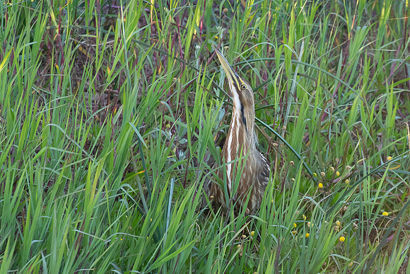 American Bittern