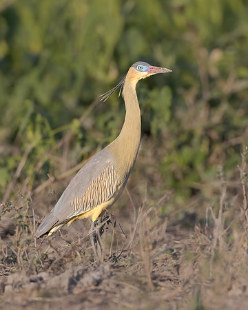 Whistling Heron