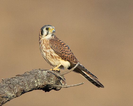 American Kestrel