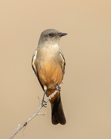 Say's Phoebe