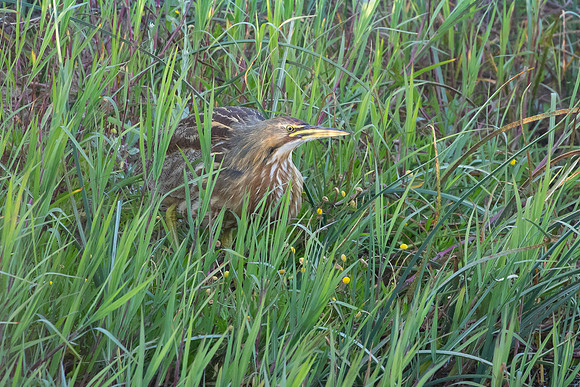 American Bittern