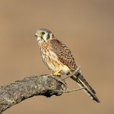 American Kestrel