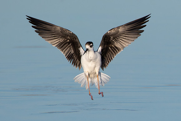 Black-necked Stilt