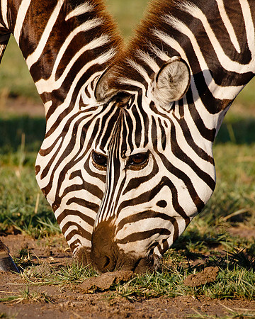 Burchell's Zebras