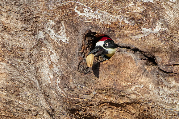 Acorn Woodpecker