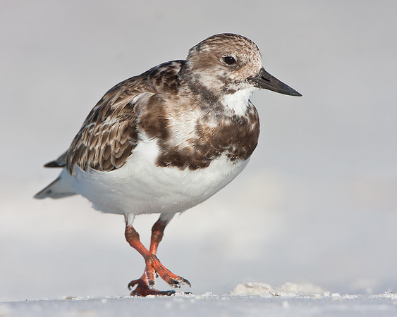 Ruddy Turnstone
