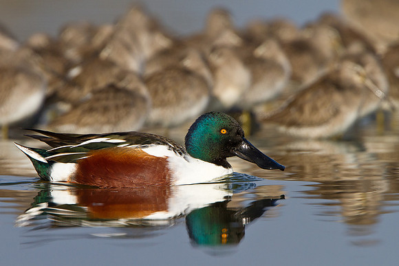 Northern Shoveler & Dowitchers
