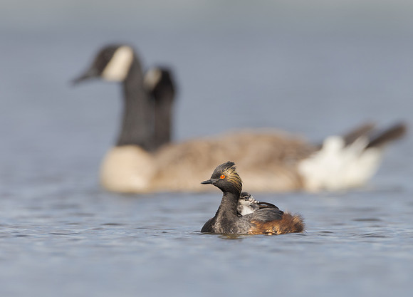Eared Grebes, with chick