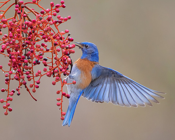 Western Bluebird