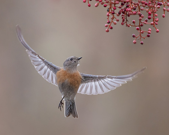 Western Bluebird