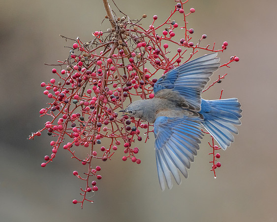 Western Bluebird