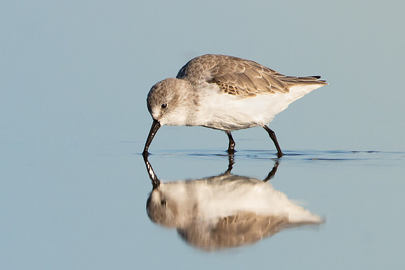 Western Sandpiper