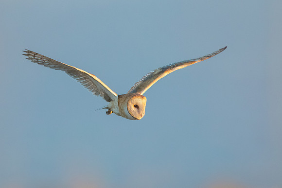 Barn Owl