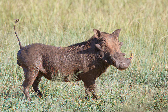 Warthog