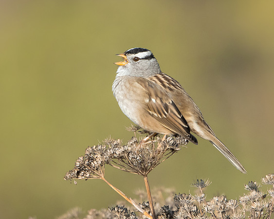 White-crowned Sparrow