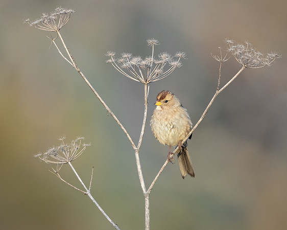 White-crowned Sparrow