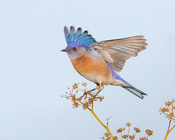 Western Bluebird