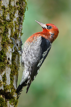 Red-breasted Sapsucker