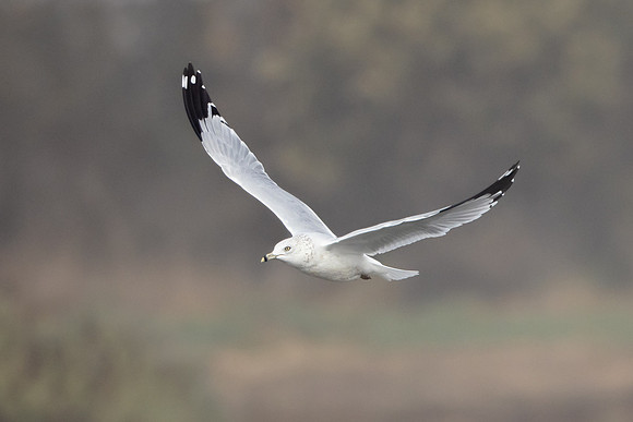 Ring-billed Gull