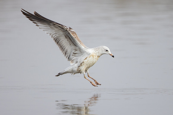 Ring-billed Gull