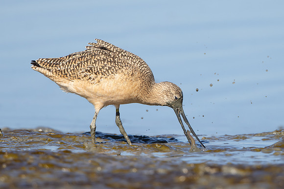 Marbled Godwit