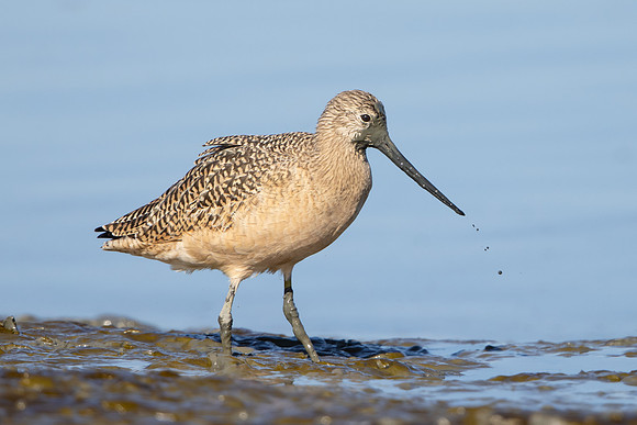 Marbled Godwit