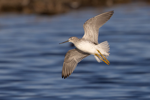 Greater Yellowlegs