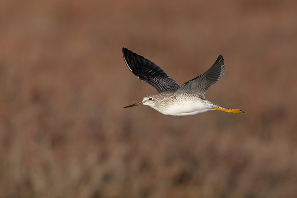 Greater Yellowlegs