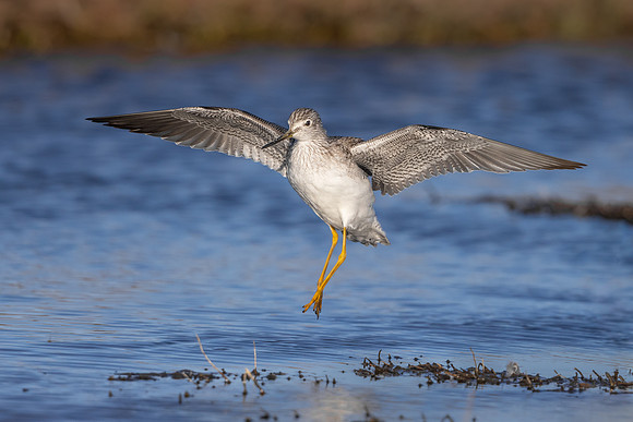 Greater Yellowlegs