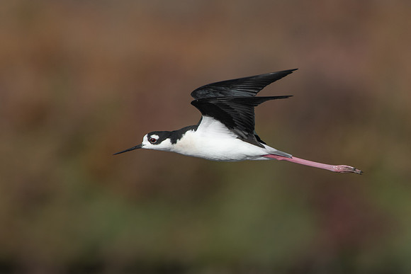 Black-necked Stilt