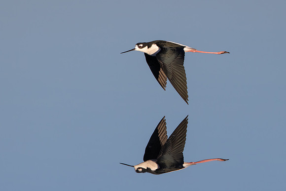 Black-necked Stilt
