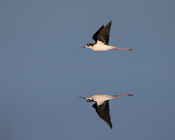 Black-necked Stilt