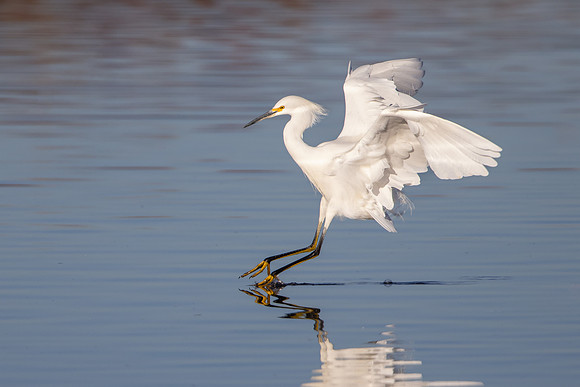 Snowy Egret
