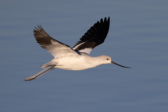 American Avocet