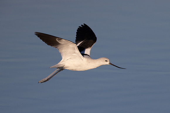 American Avocet