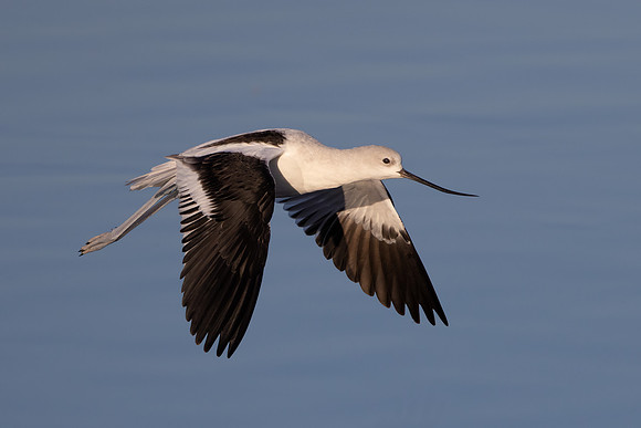 American Avocet