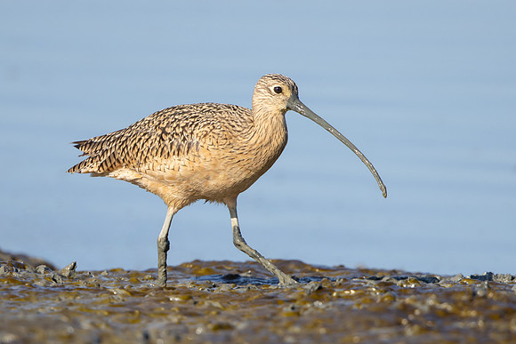Long-billed Curlew