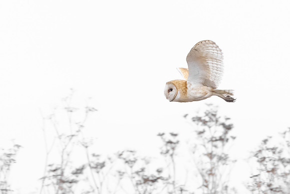 Barn Owl