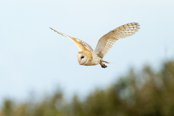 Barn Owl