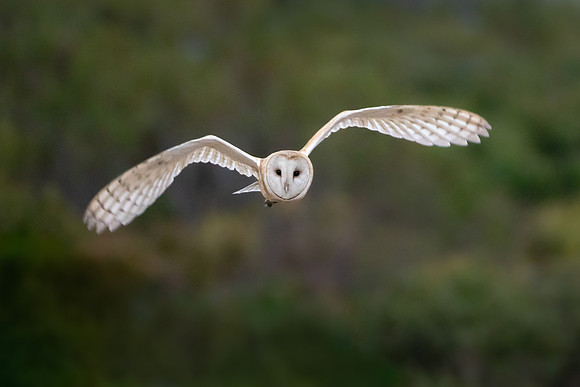 Barn Owl
