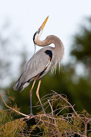 Great Blue Heron