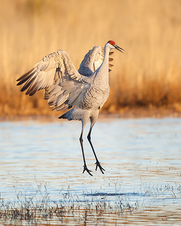 Crane pools