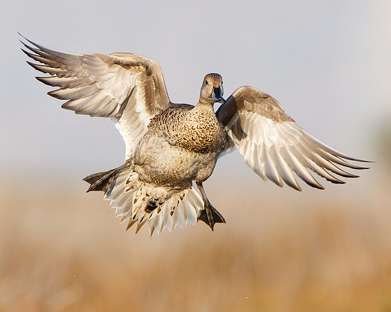 Northern Pintail, female in flight, landing