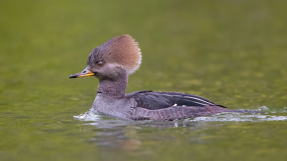 Hooded Merganser