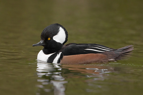 Hooded Merganser
