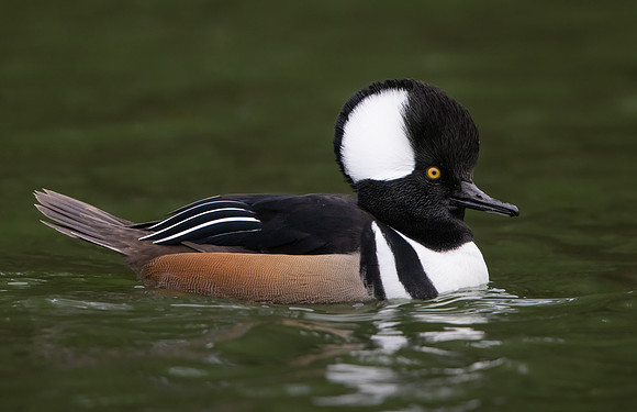 Hooded Merganser