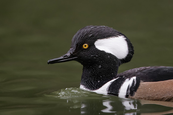 Hooded Merganser