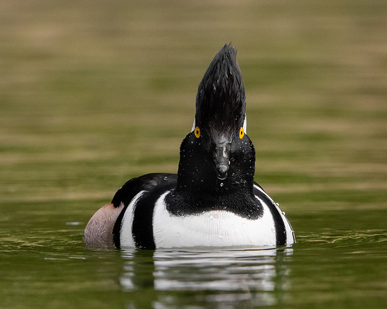 Hooded Merganser