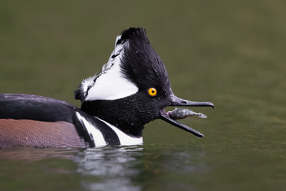 Hooded Merganser