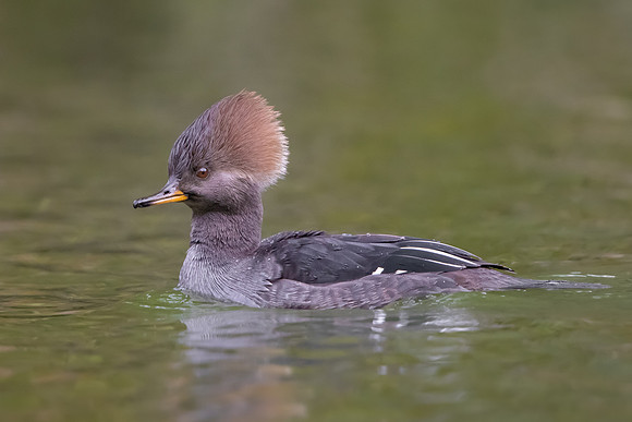 Hooded Merganser